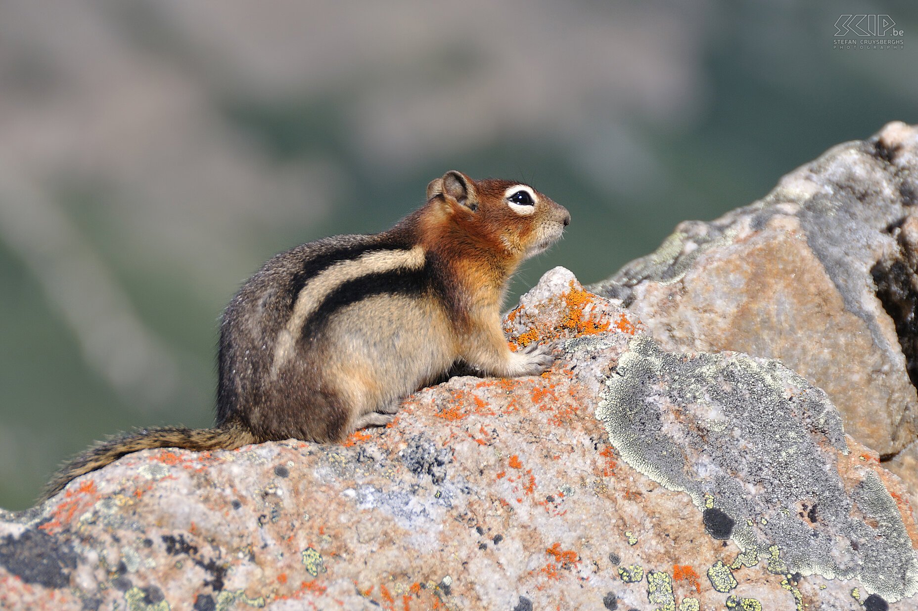 Banff NP - Peyto Lake - Chipmunk  Stefan Cruysberghs